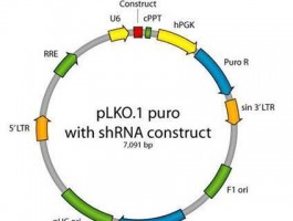 大鼠shRNA设计网站,shr大鼠模型